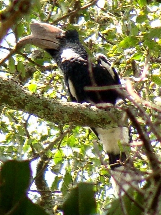 Black-and-white-casqued Hornbill - ML205843121