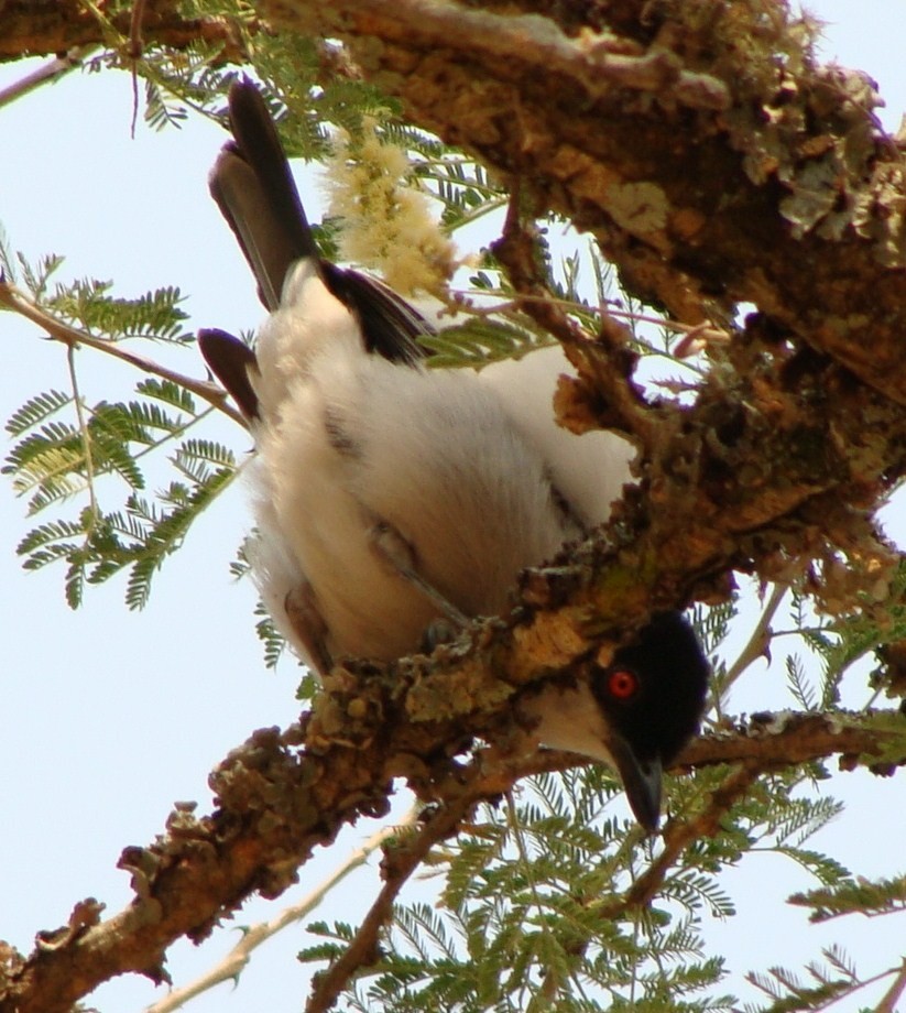 Black-backed Puffback - ML205843131