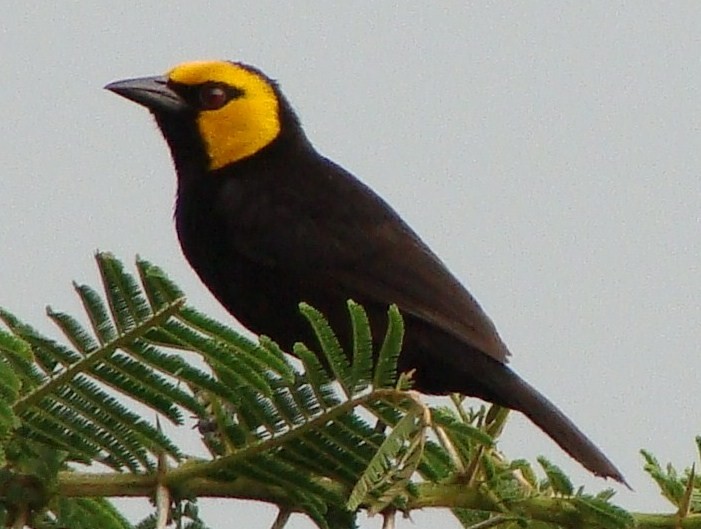Black-billed Weaver - ML205843141