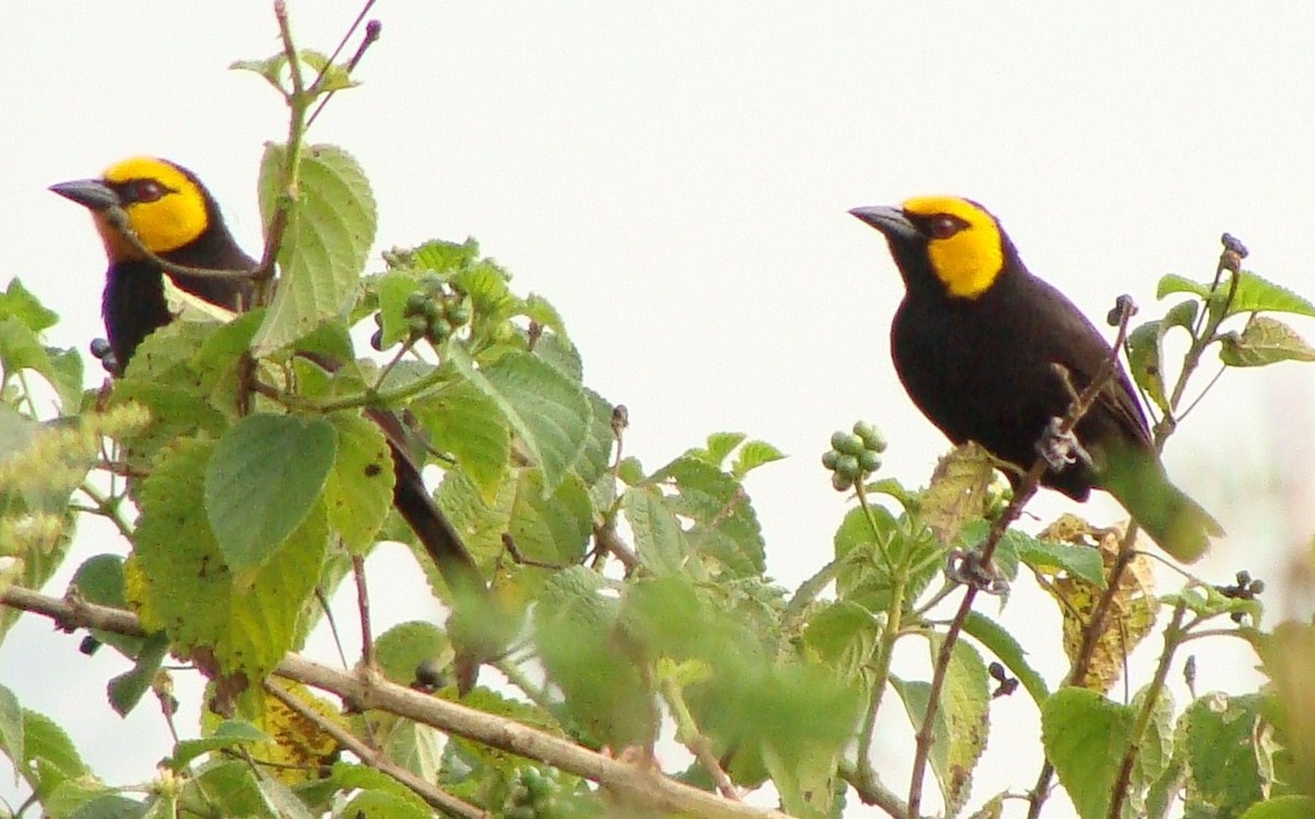 Black-billed Weaver - ML205843151