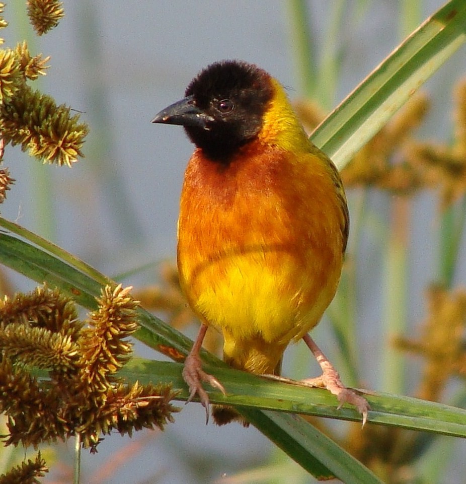 Black-headed Weaver - ML205843171