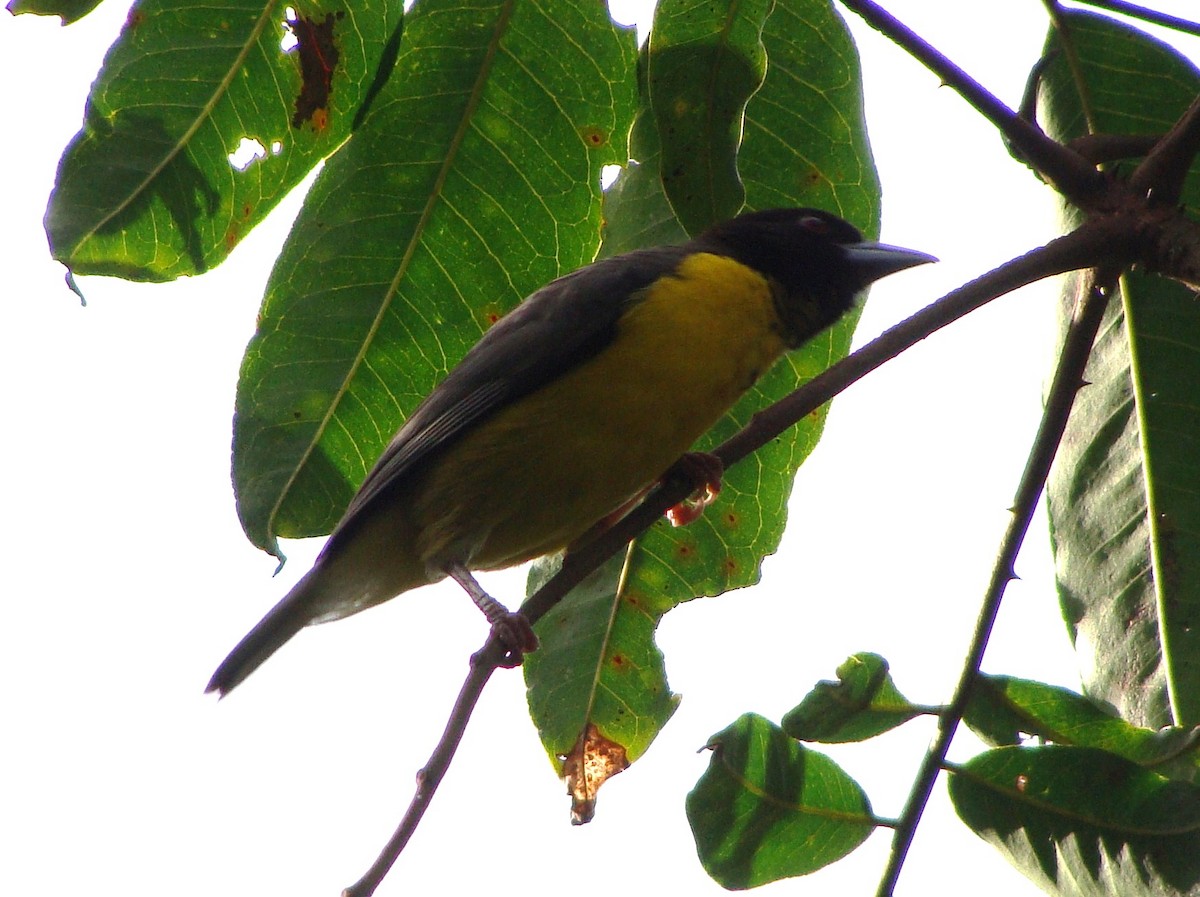 Tejedor Bicolor - ML205843261