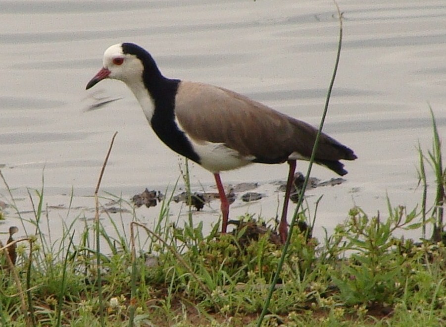 Vanneau à ailes blanches - ML205843451