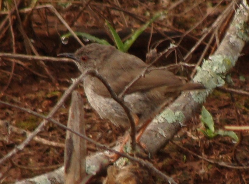 Miombo Wren-Warbler - ML205843511