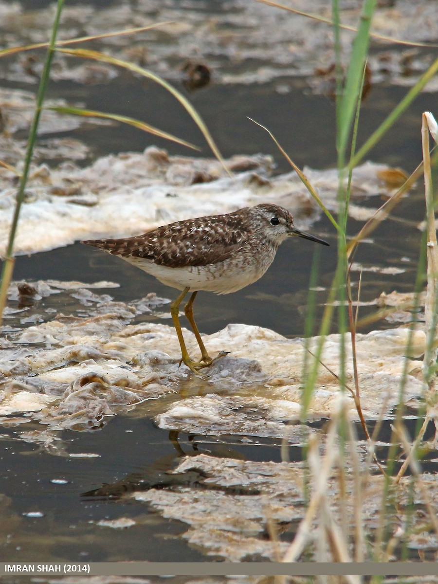 Wood Sandpiper - Imran Shah