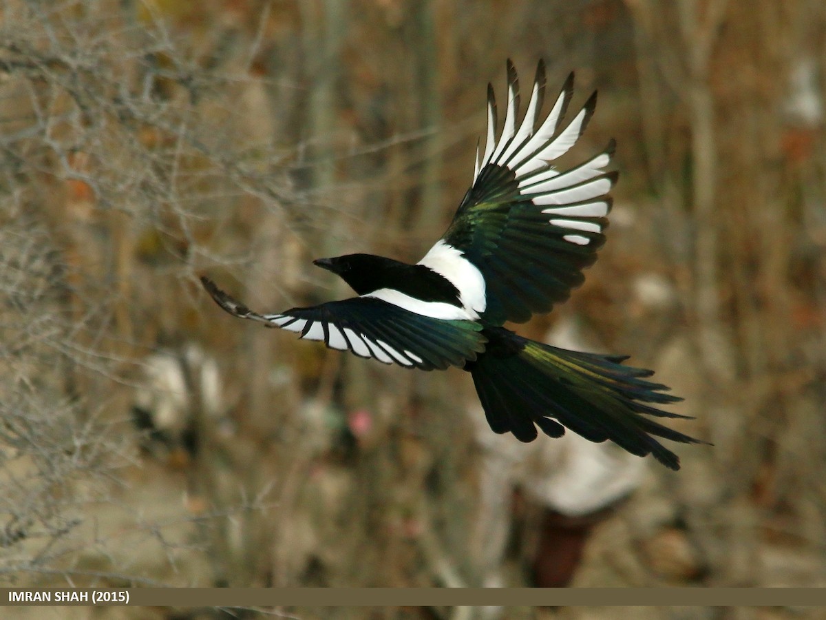Eurasian Magpie (Eurasian) - ML205844401