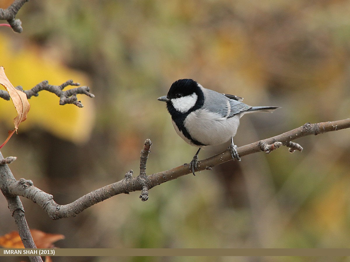 Asian Tit (Cinereous) - ML205844441