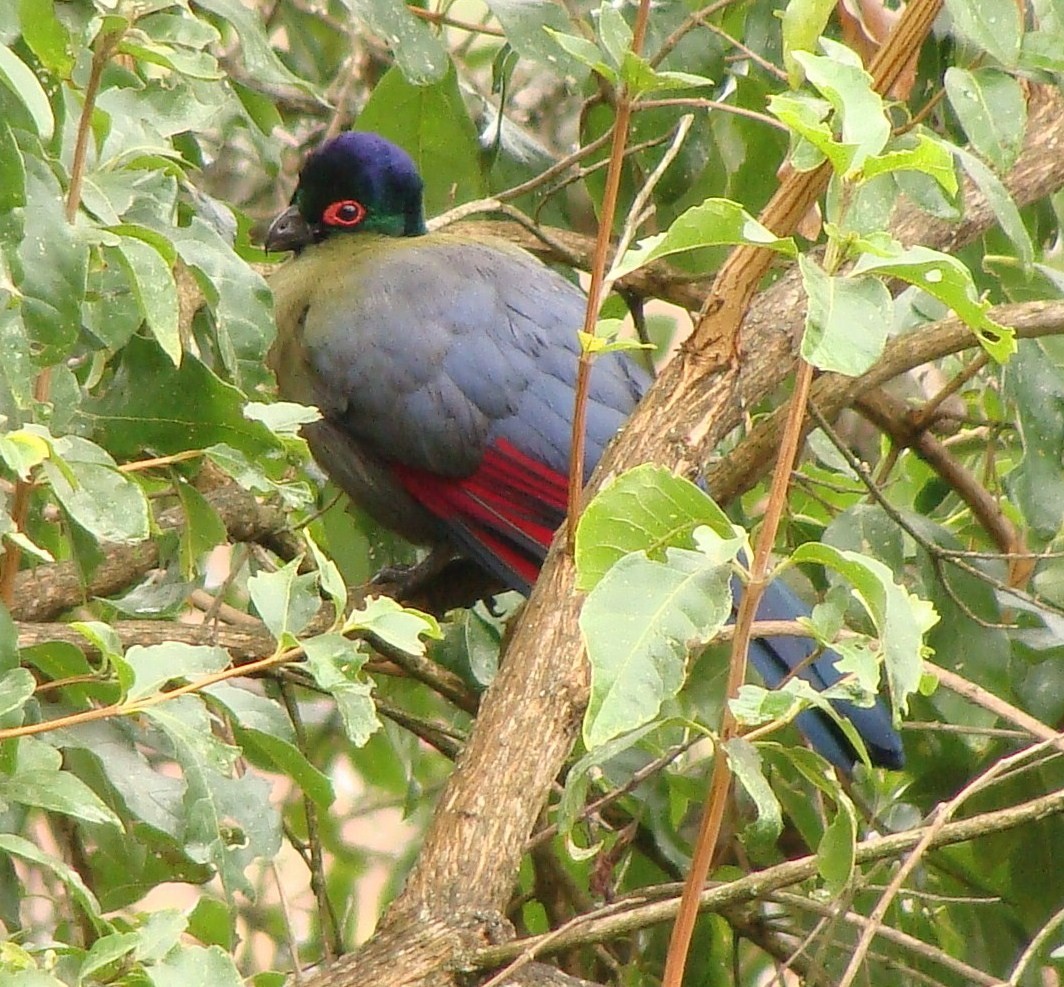 Purple-crested Turaco - ML205844991