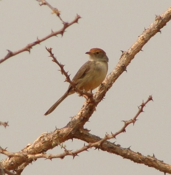 Tabora Cisticola - Jason Anderson