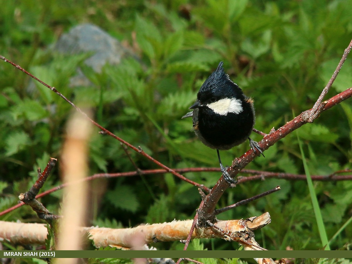 Rufous-naped Tit - ML205846041