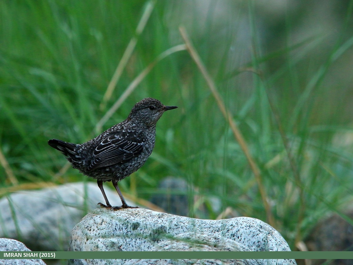 Brown Dipper - Imran Shah