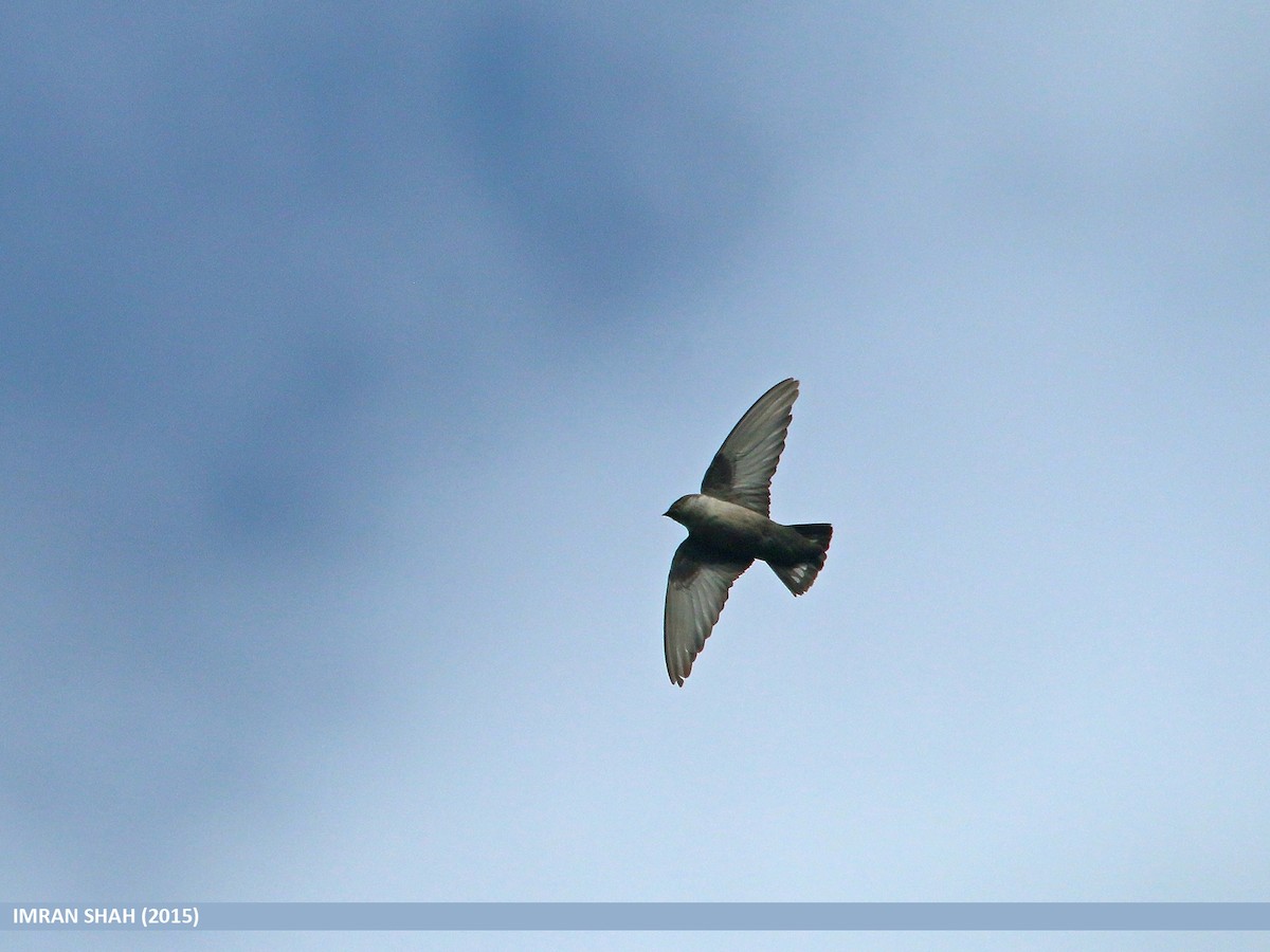 Eurasian Crag-Martin - ML205846291