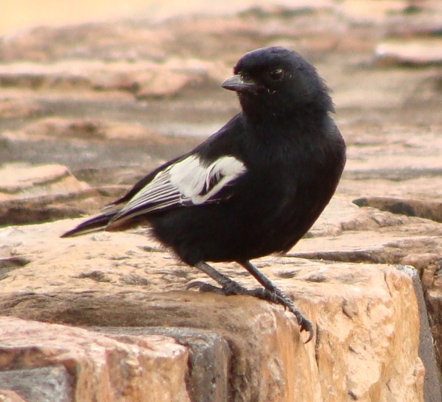 White-winged Black-Tit - ML205846591