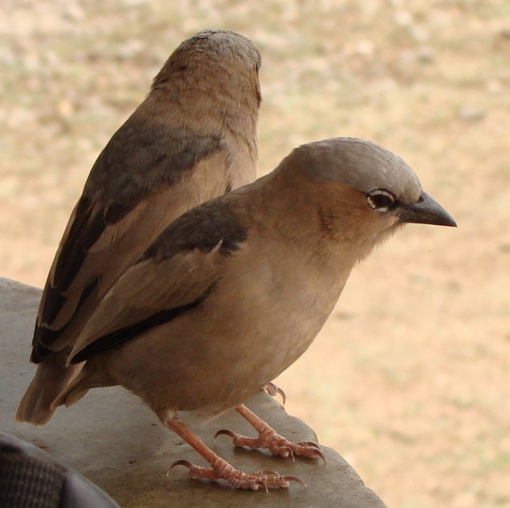 Gray-headed Social-Weaver - ML205846701