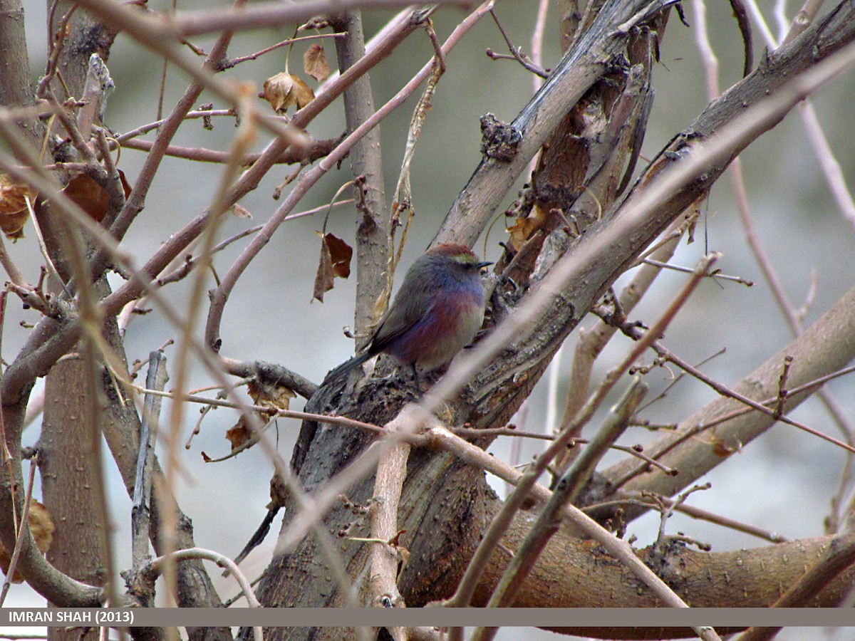 White-browed Tit-Warbler - ML205847631
