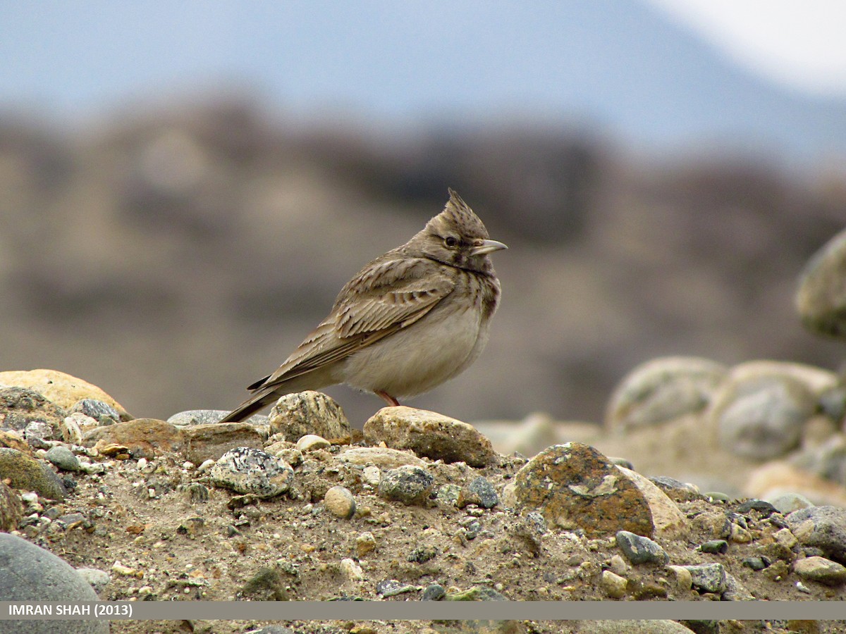 Crested Lark - ML205847931