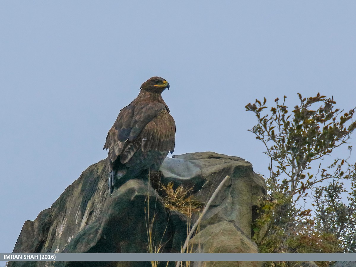 Steppe Eagle - ML205848051