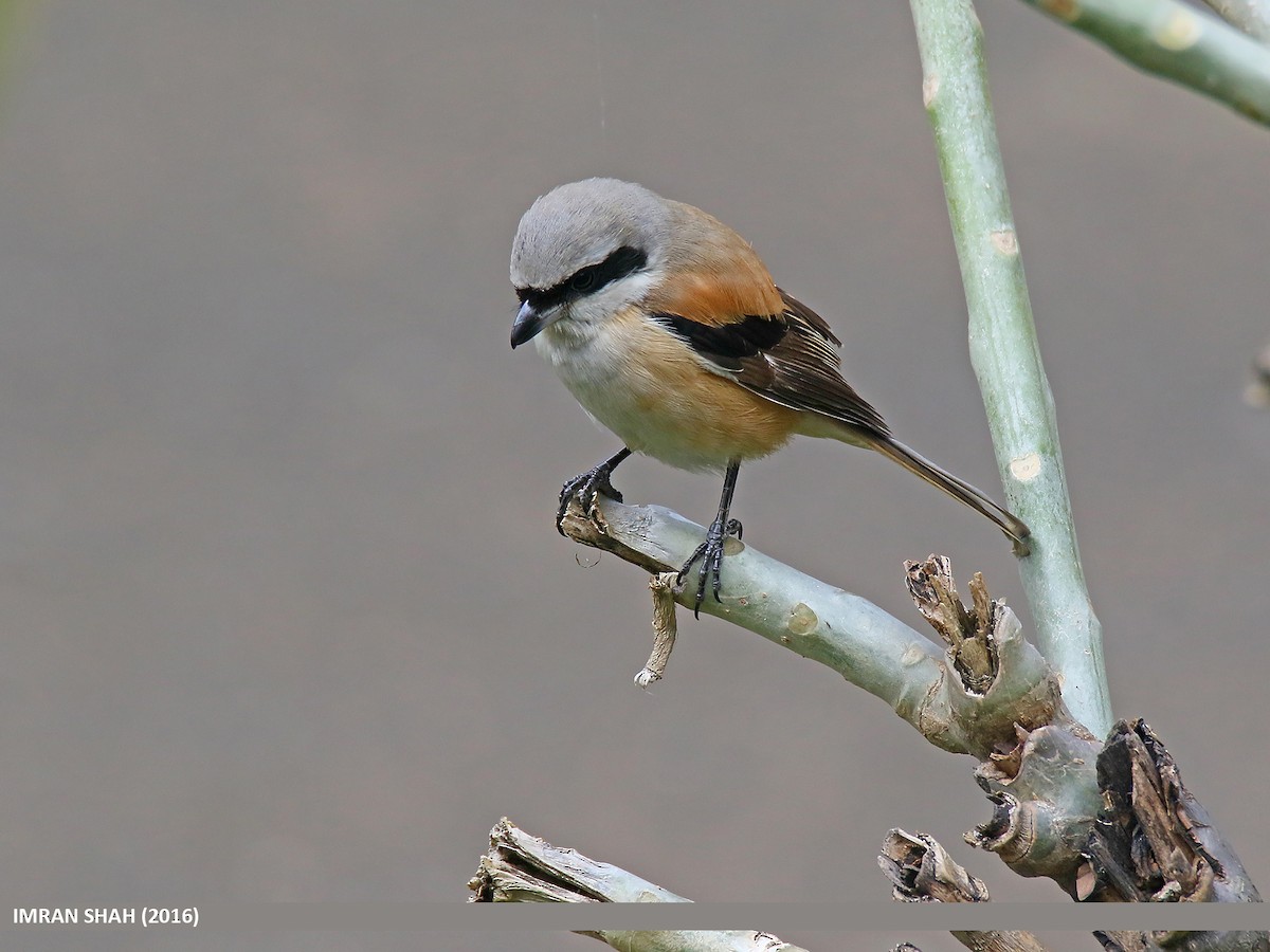 Long-tailed Shrike - ML205848121