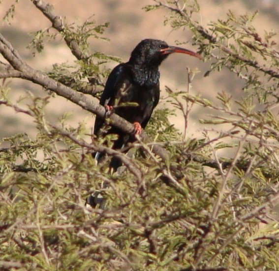 Black-billed Woodhoopoe - ML205848261