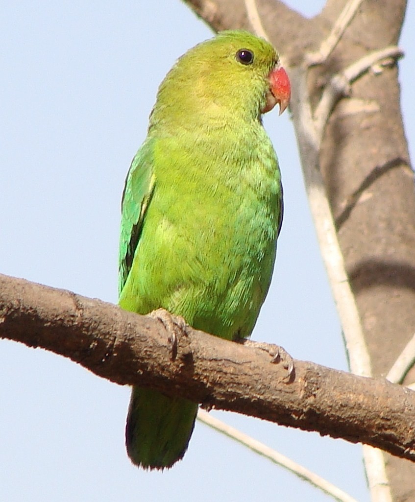 Black-winged Lovebird - ML205848281