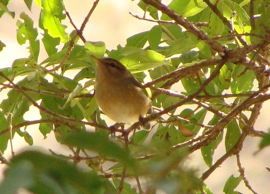 Brown Woodland-Warbler - ML205848301