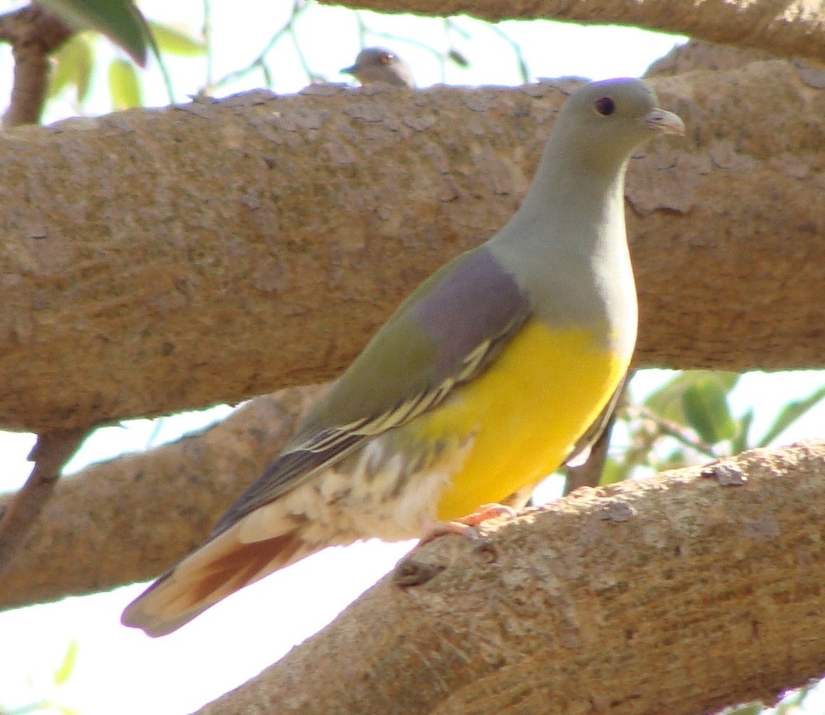 Bruce's Green-Pigeon - ML205848331