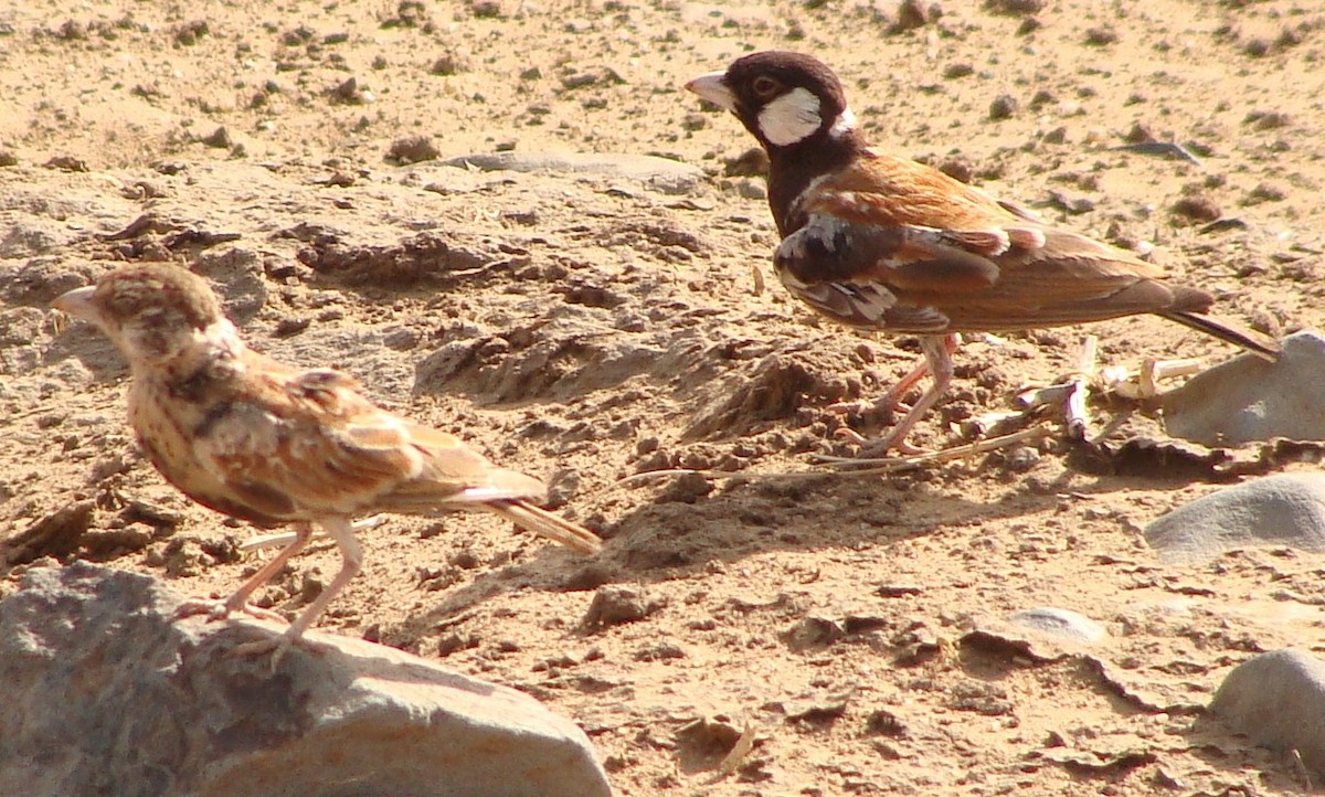 Chestnut-backed Sparrow-Lark - ML205848341