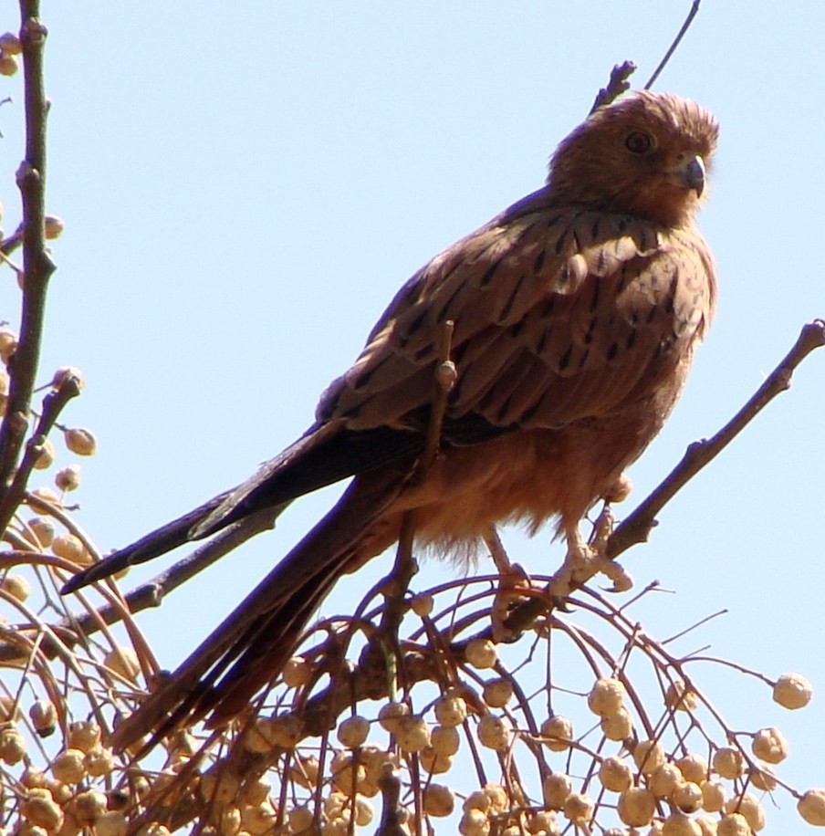 Fox Kestrel - ML205848381