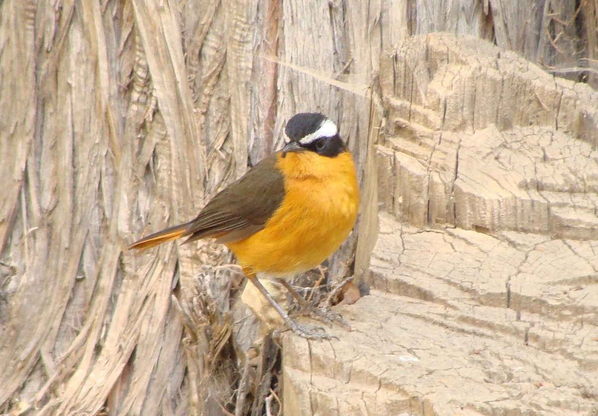 Rüppell's Robin-Chat - ML205848531