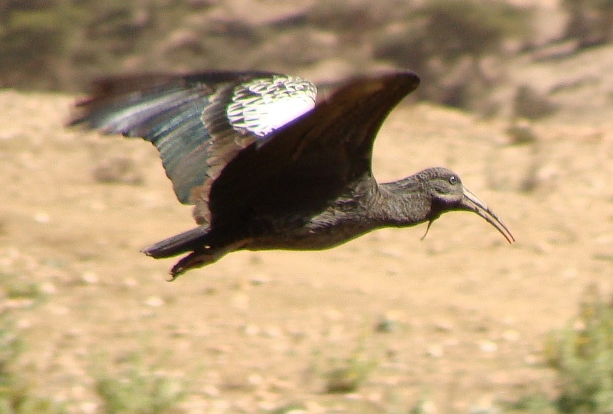 Ibis caronculé - ML205848641