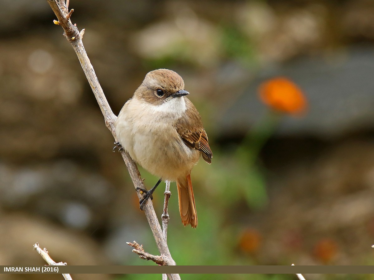 Gray Bushchat - ML205849321