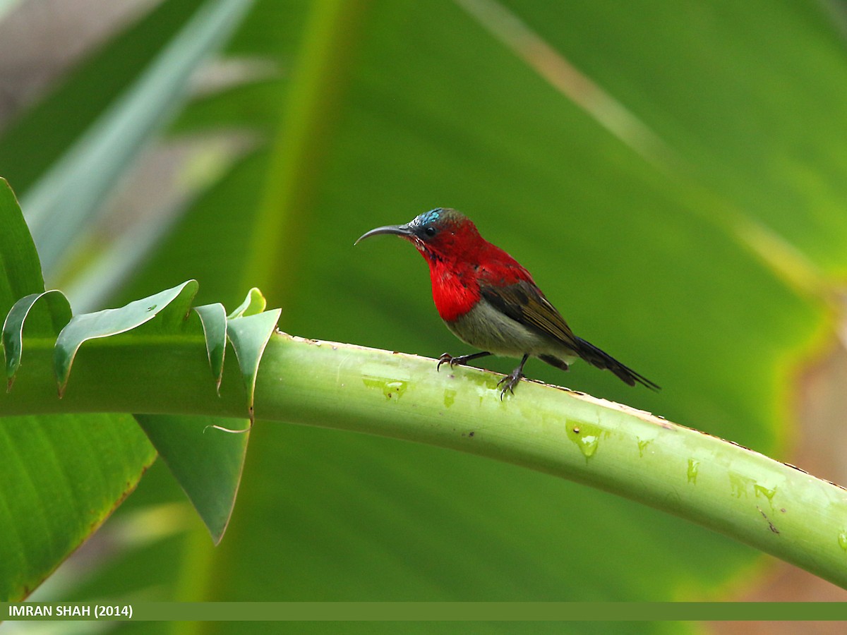 Crimson Sunbird - Imran Shah