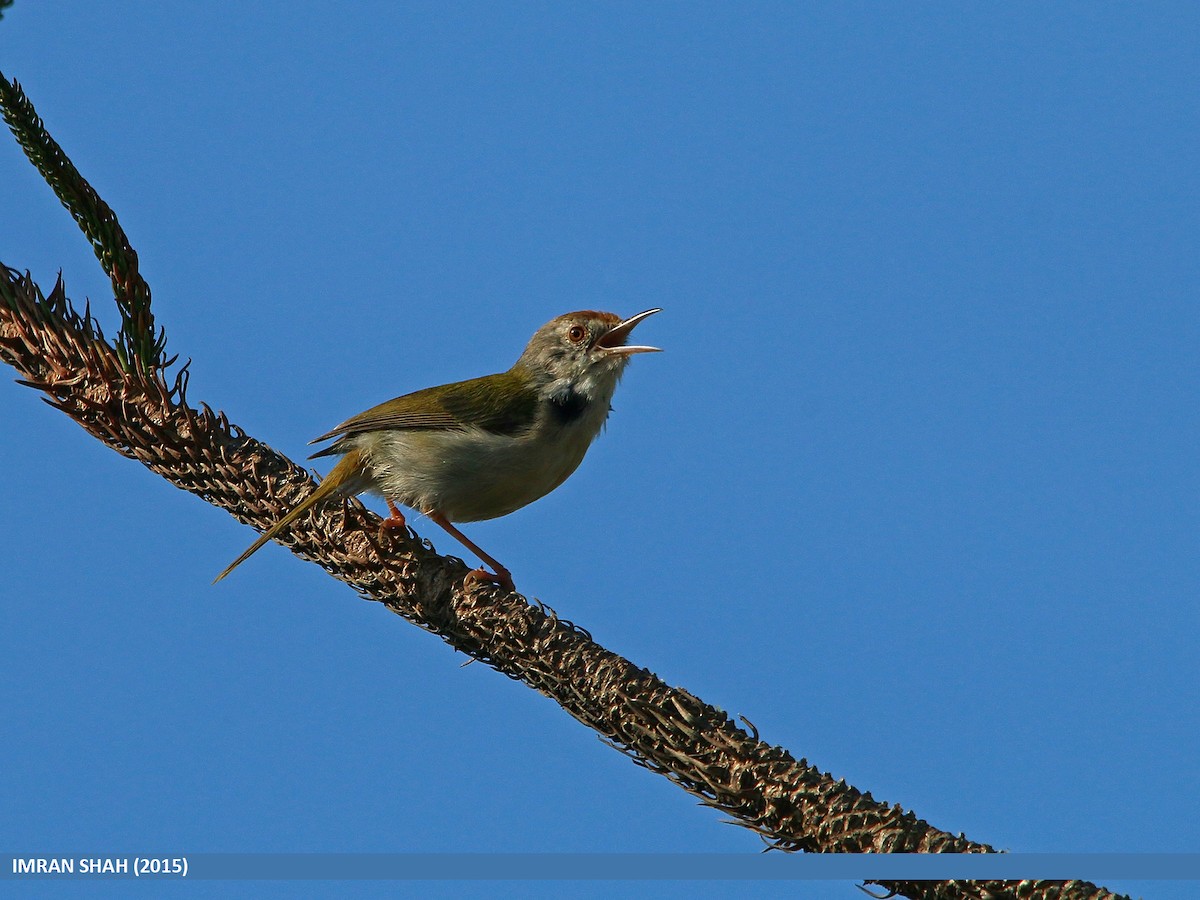 Rotstirn-Schneidervogel - ML205849371