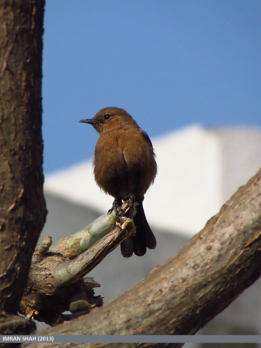 Brown Rock Chat - Imran Shah