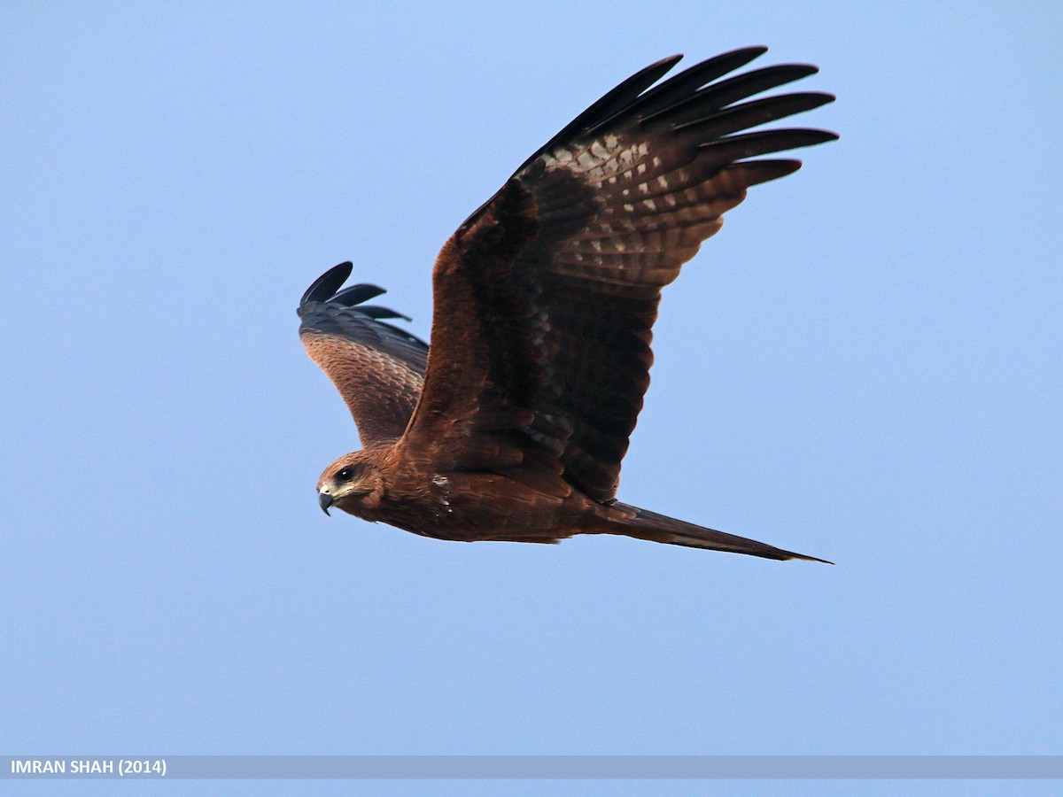 Black Kite - ML205849471