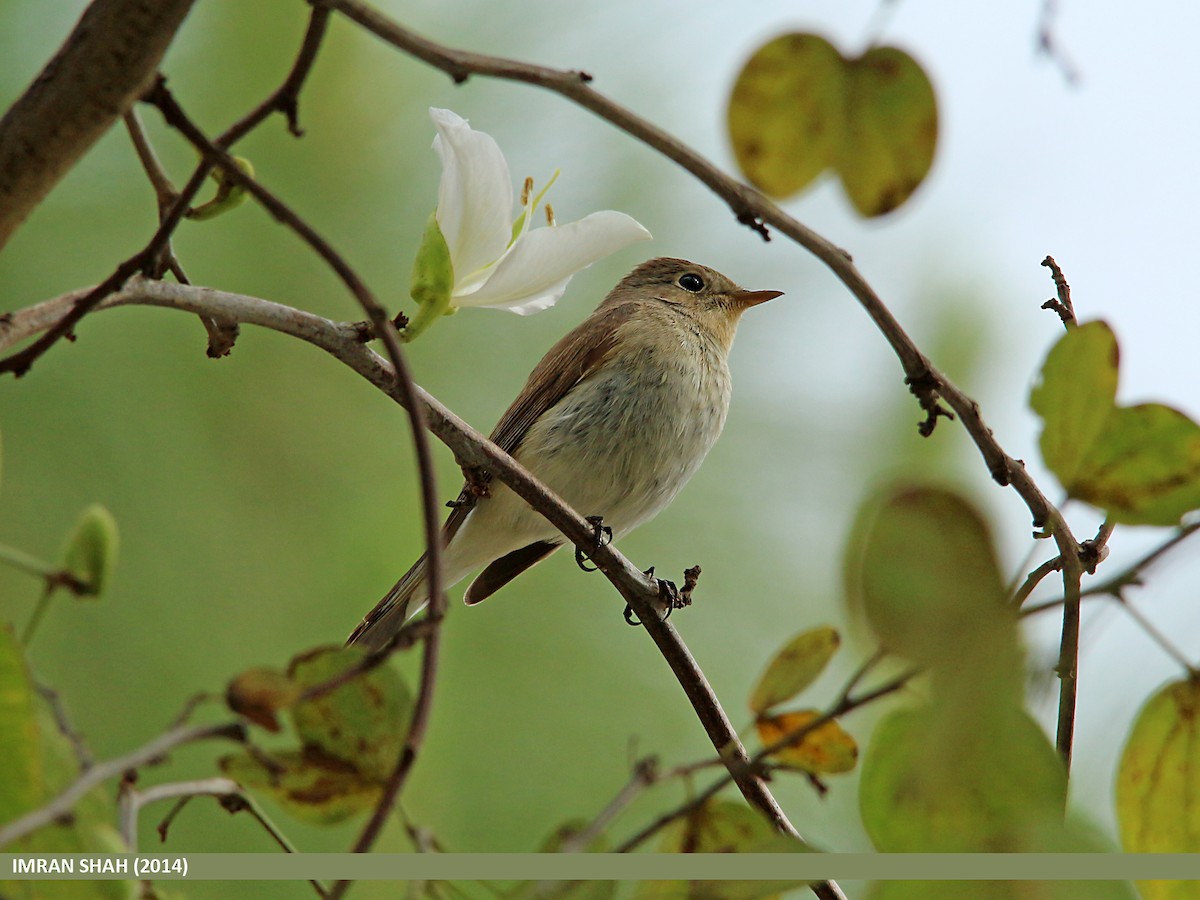 Asian Brown Flycatcher - ML205849501
