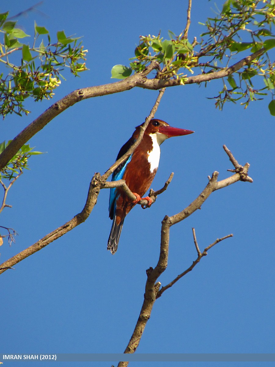 White-throated Kingfisher - ML205849541