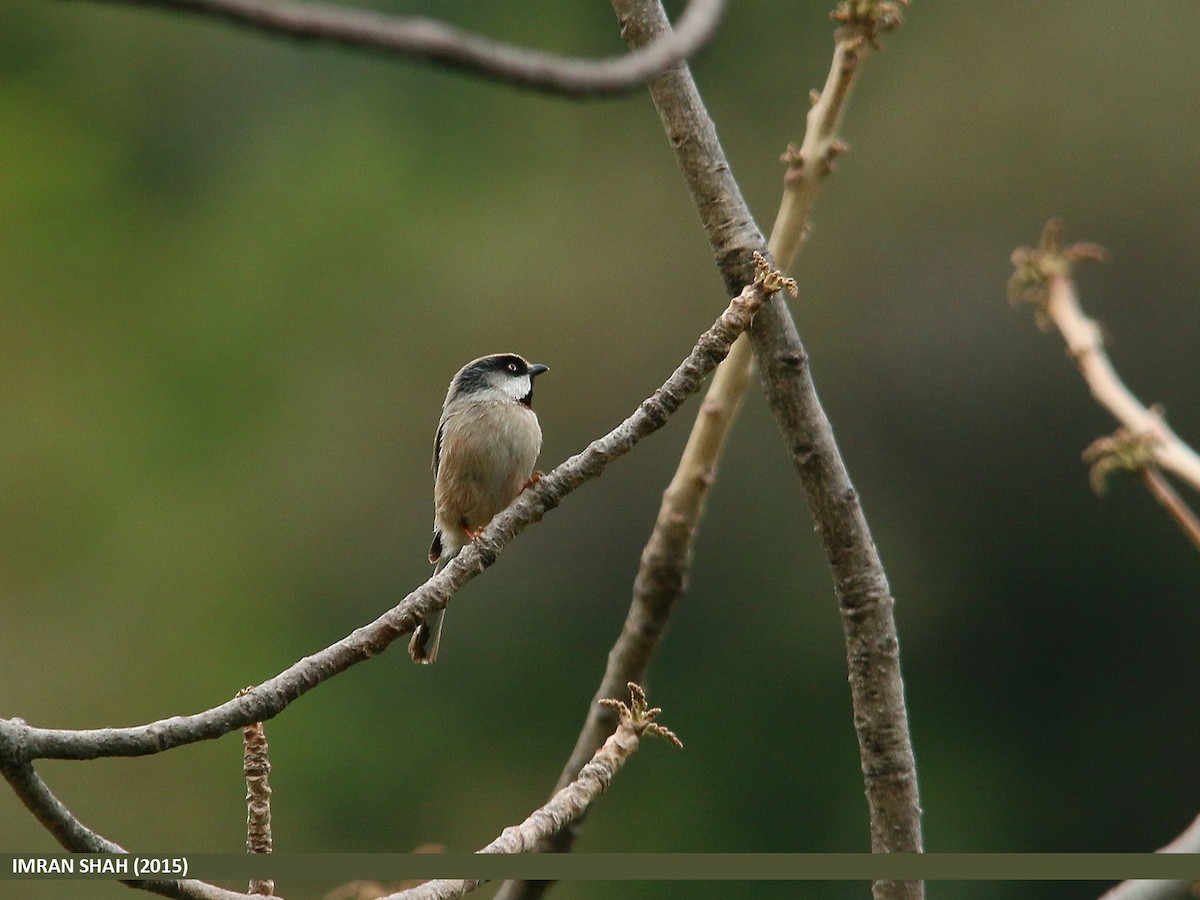 White-cheeked Tit - ML205849551