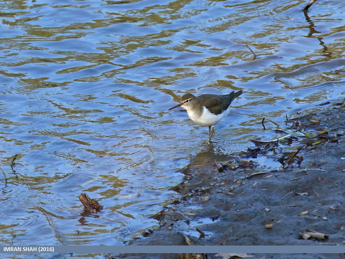 Common Sandpiper - ML205849621