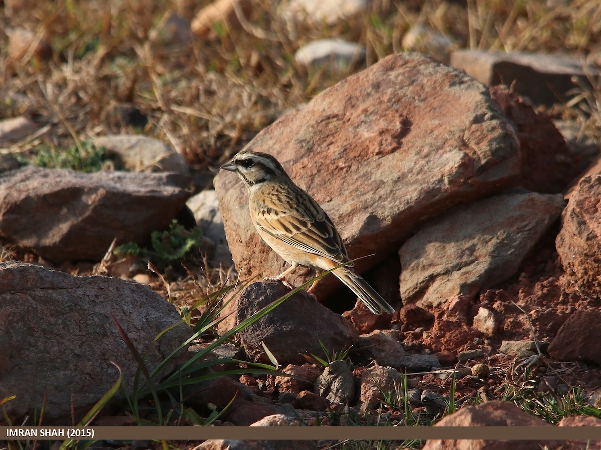 Rock Bunting - ML205849851