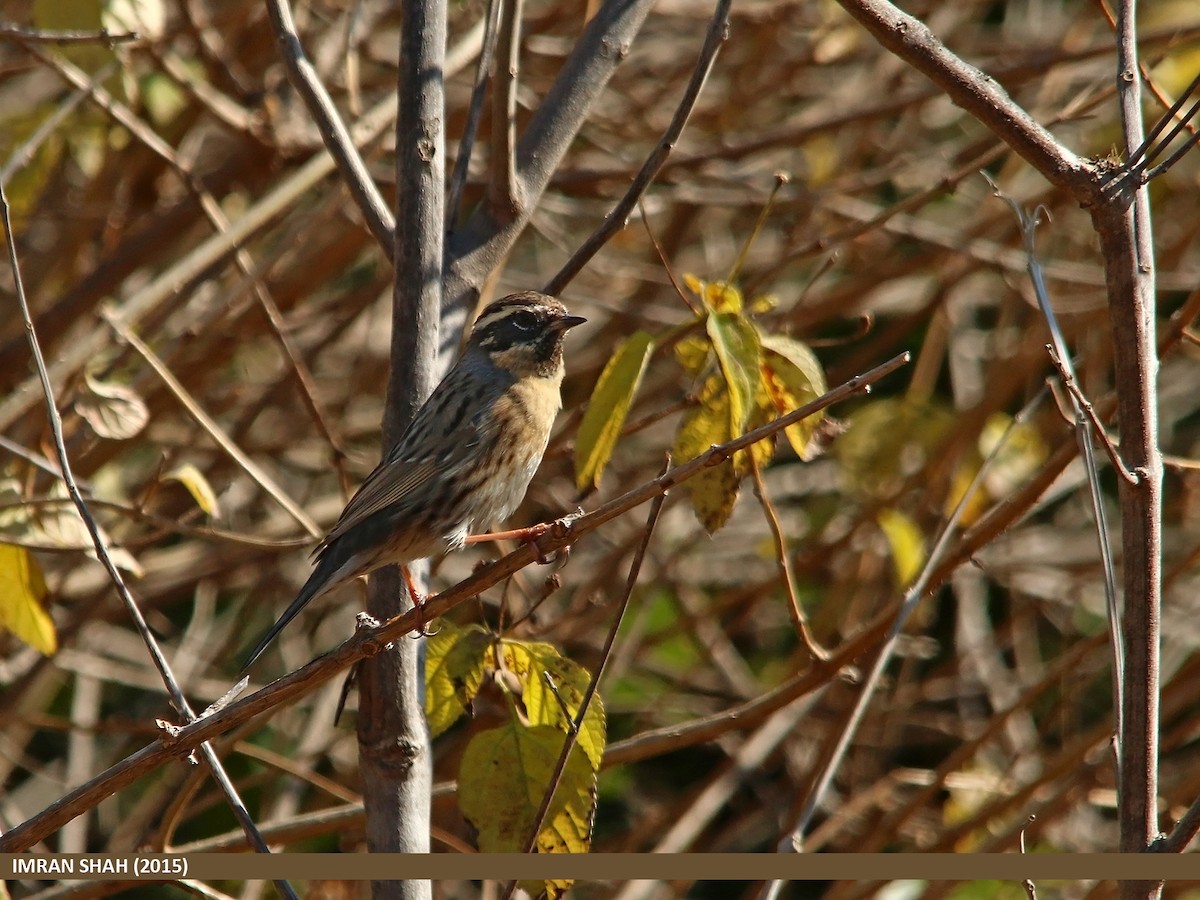 Black-throated Accentor - ML205849871