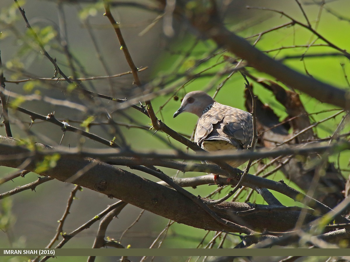 Spotted Dove (Western) - ML205849911