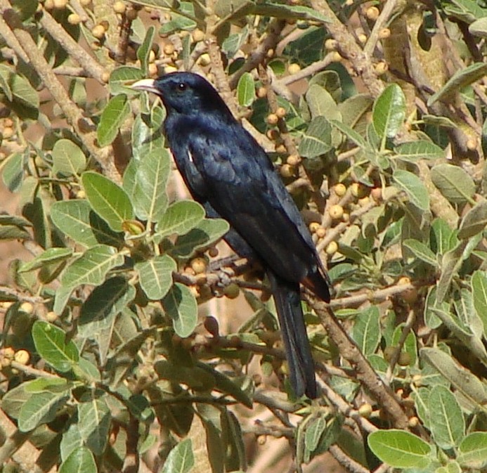 White-billed Starling - ML205849921