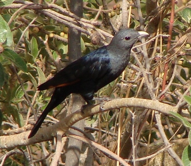 White-billed Starling - ML205849931