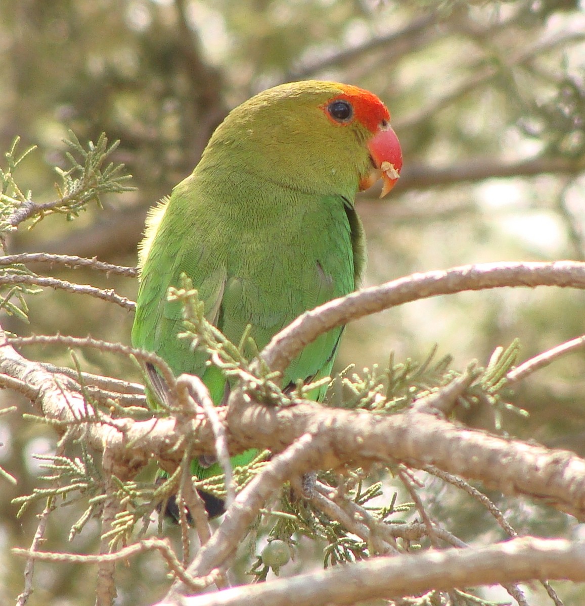 Black-winged Lovebird - ML205850161