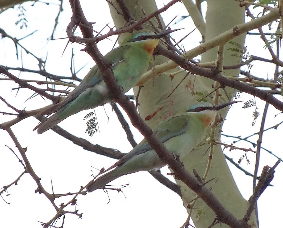 Blue-cheeked Bee-eater - ML205850221