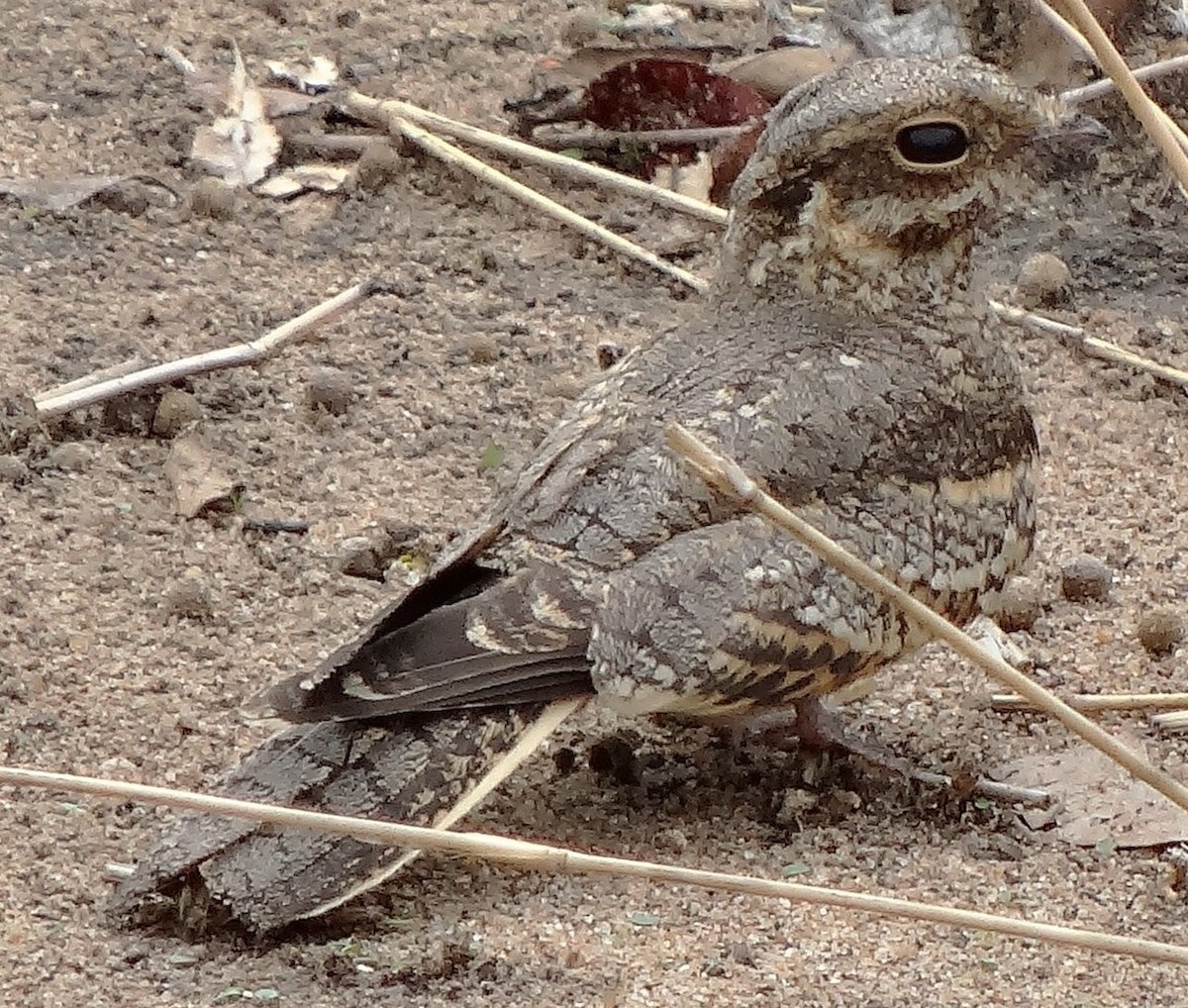 Square-tailed Nightjar - ML205850281