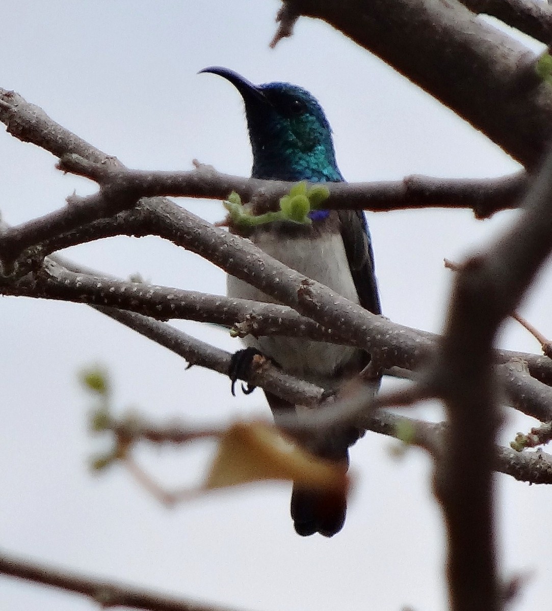 White-breasted Sunbird - ML205850291