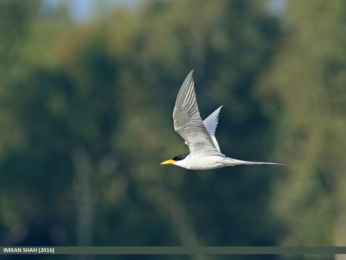 River Tern - ML205851161