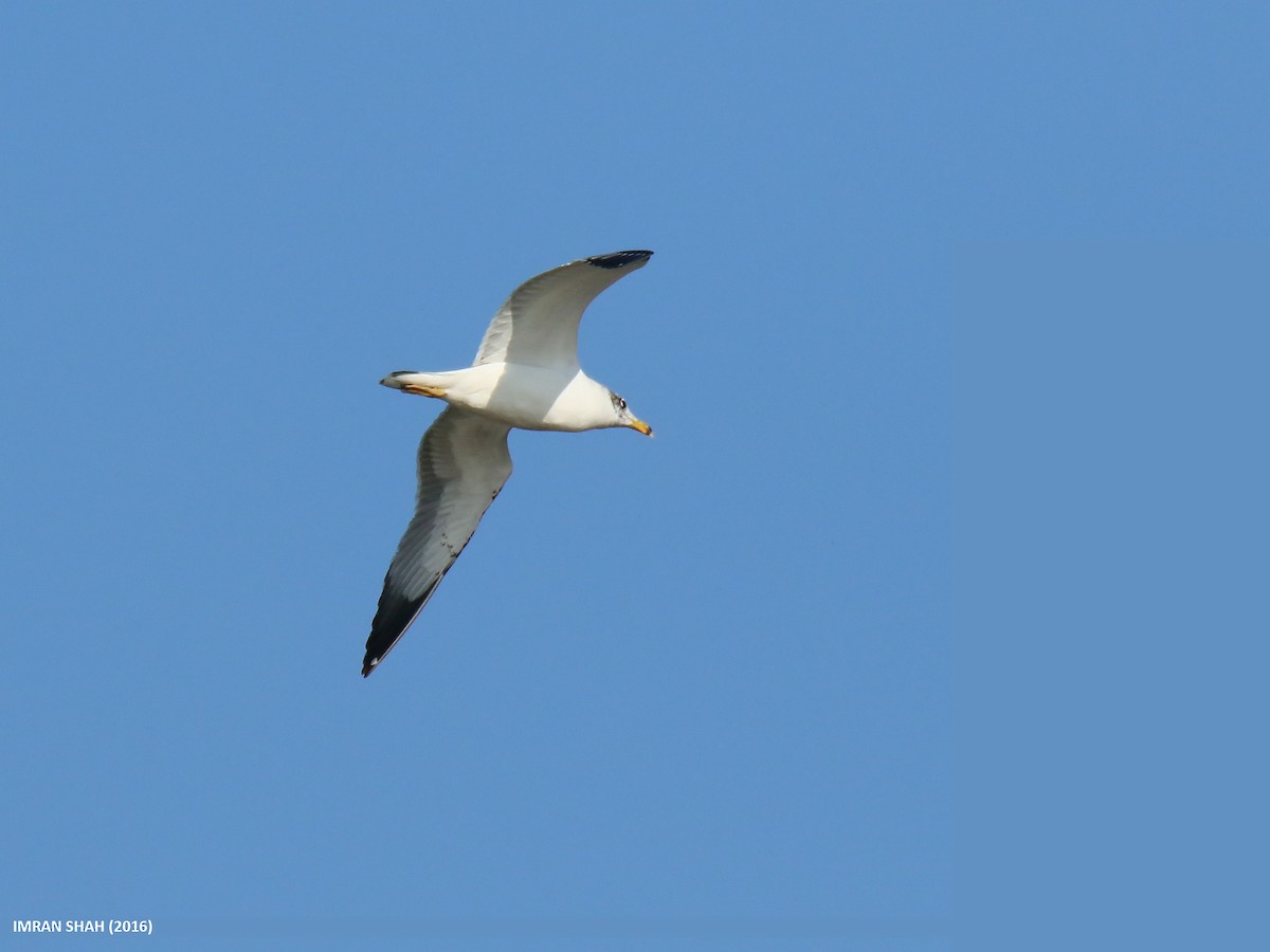 Pallas's Gull - ML205851181